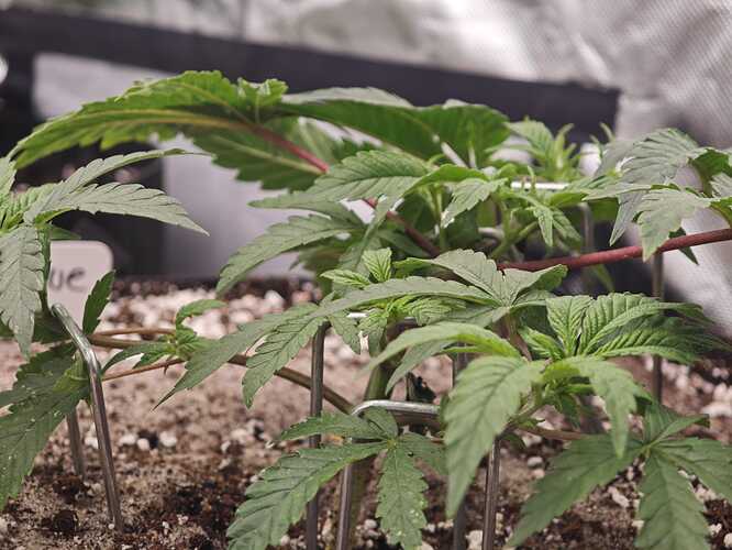 Growreport Bild 8