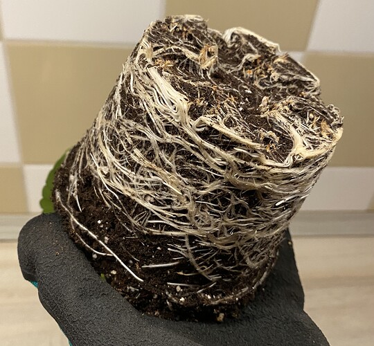 Growreport Bild 35