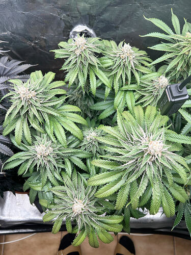 Growreport Bild 5