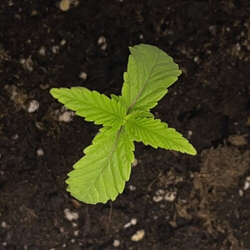 Growreport Bild 7