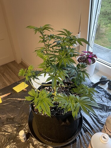Growreport Bild 1