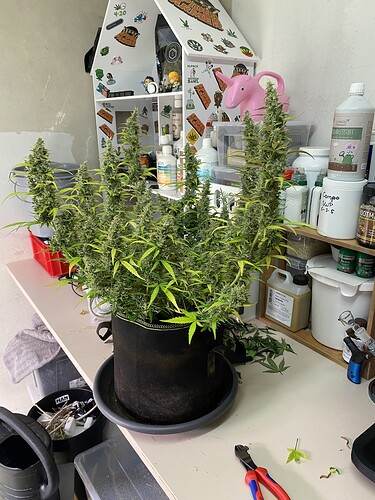 Growreport Bild 59