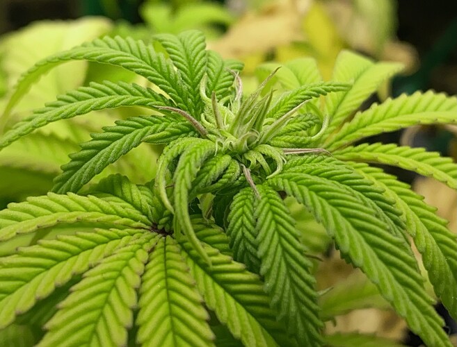 Growreport Bild 6