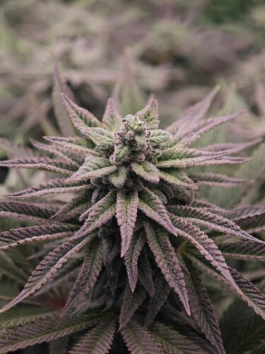 Growreport Bild 9