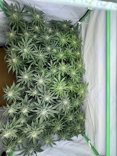 Growreport Bild 29