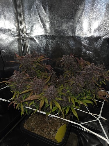 Growreport Bild 2