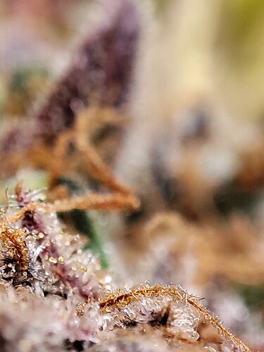 Growreport Bild 119
