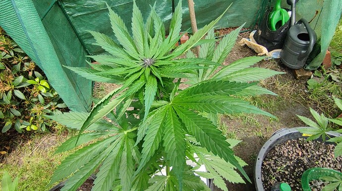 Screenshot 2024-06-18 144828