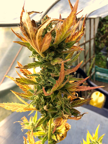 Grow26_0829_03