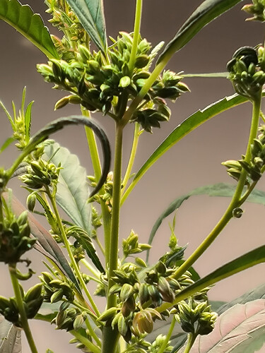 Growreport Bild 3