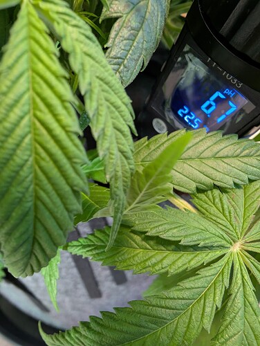 Growreport Bild 2