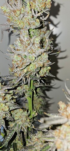 Growreport Bild 72