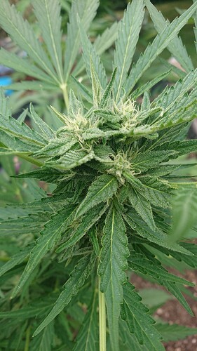 Growreport Bild 11