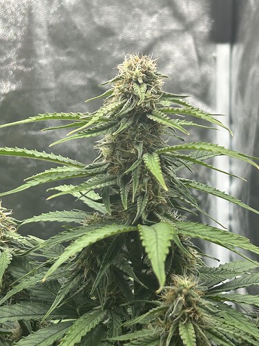 Growreport Bild 4