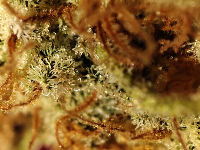 Growreport Bild 15