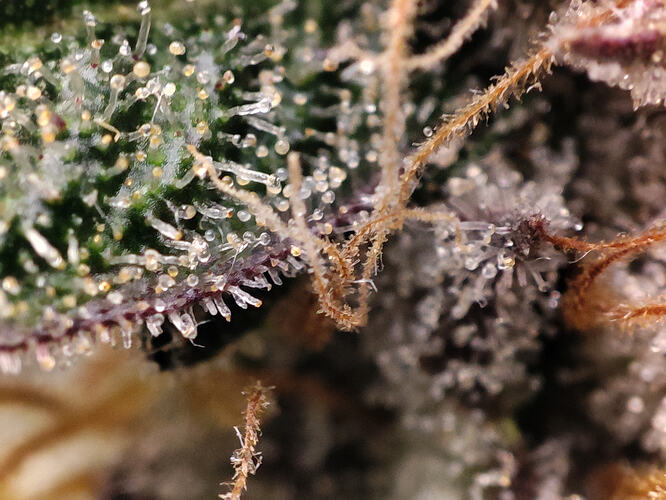 Growreport Bild 40