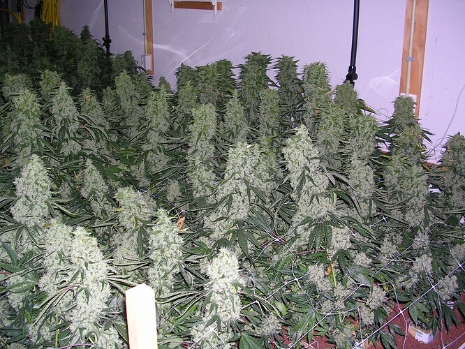 Growreport Bild 16