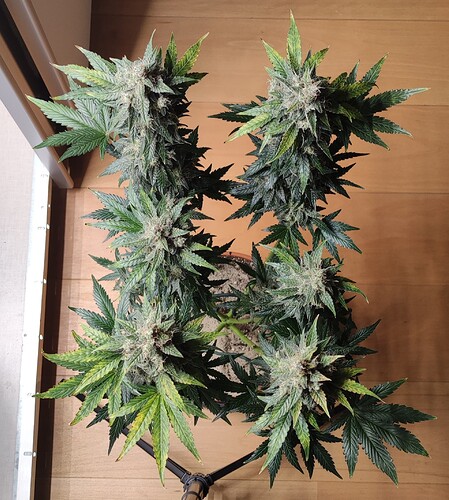 Growreport Bild 7