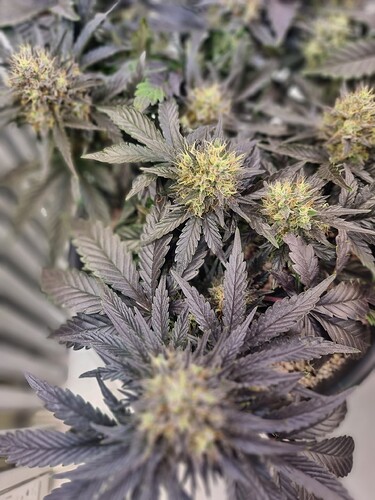 Growreport Bild 4