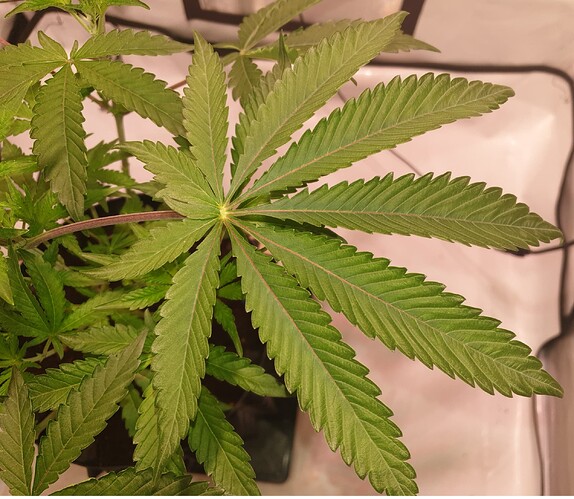 Growreport Bild 4