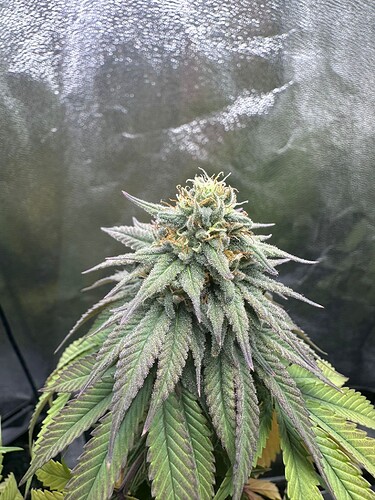 Growreport Bild 28