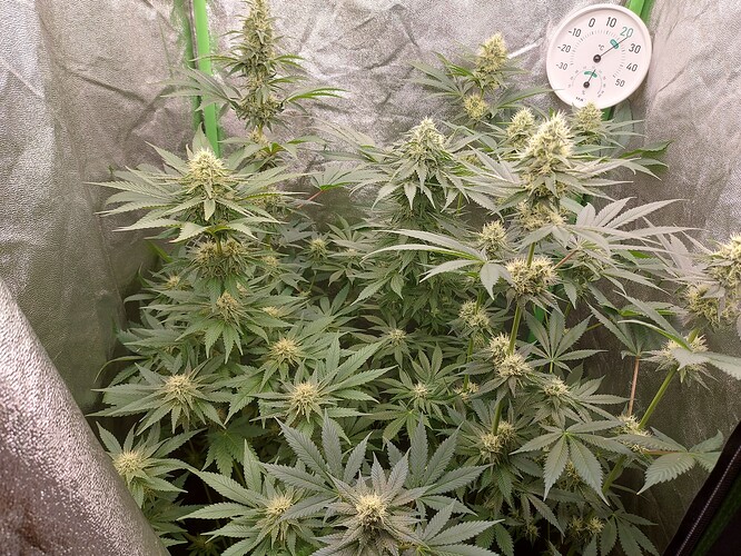 Growreport Bild 7
