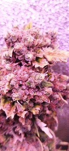 Growreport Bild 9