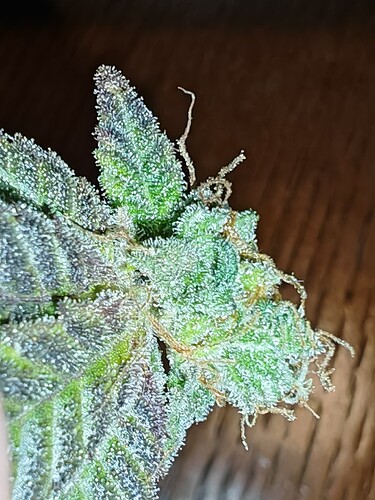 Growreport Bild 34