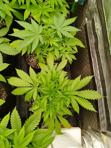 Mehrere junge Cannabispflanzen in Töpfen, die in einer Growbox wachsen. Die Pflanzen sind grün und zeigen deutliche Blätterstruktur.