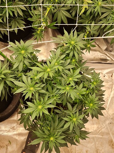 Growreport Bild 22