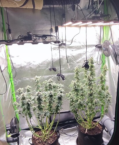 Growreport Bild 3