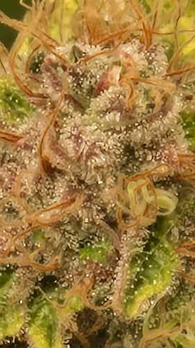 Growreport Bild 36