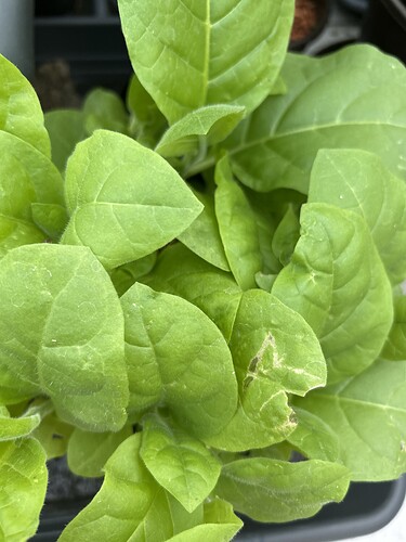 Growreport Bild 19
