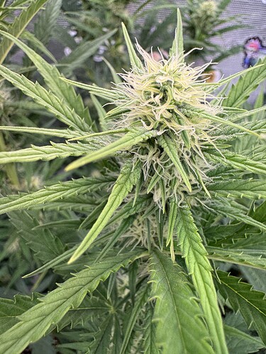 Growreport Bild 18
