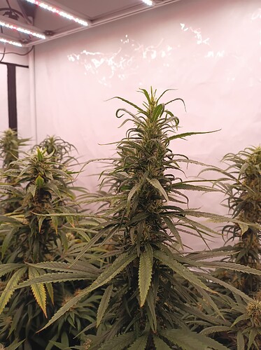 Growreport Bild 6
