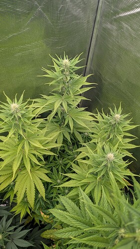 Growreport Bild 2