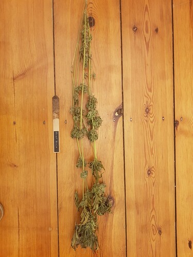 Nicole Kush getrocknet