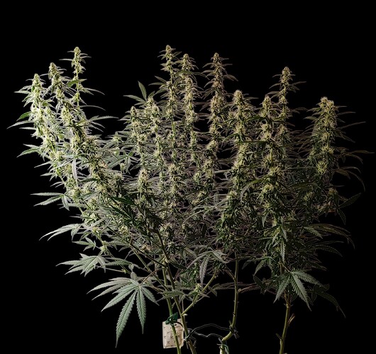 Growreport Bild 6