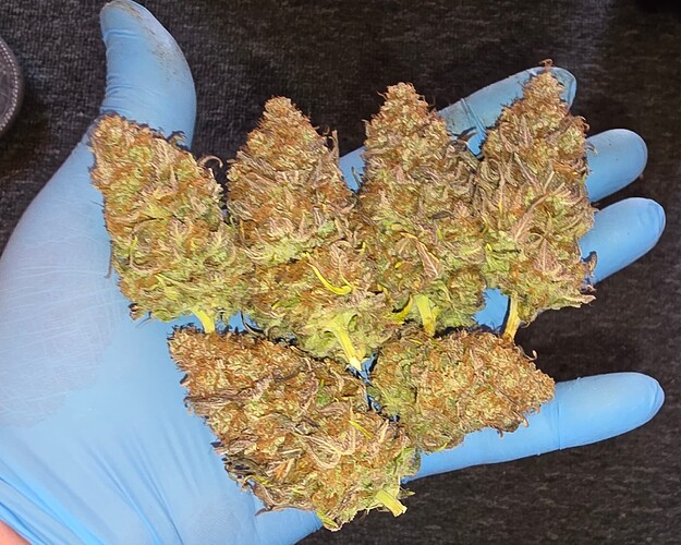Growreport Bild 49