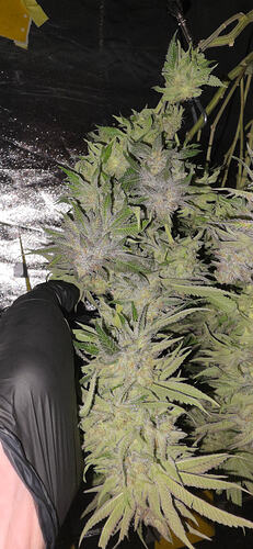 Growreport Bild 35