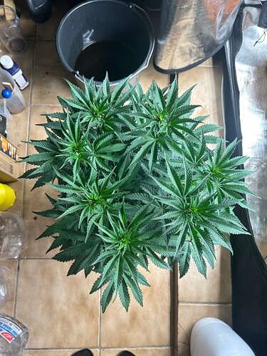 Growreport Bild 6