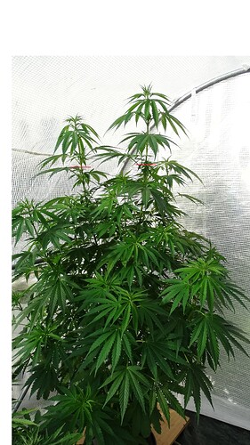 Growreport Bild 17