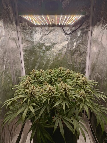 Growreport Bild 2