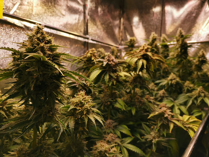Growreport Bild 2