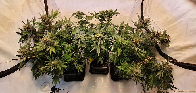 Growreport Bild 1