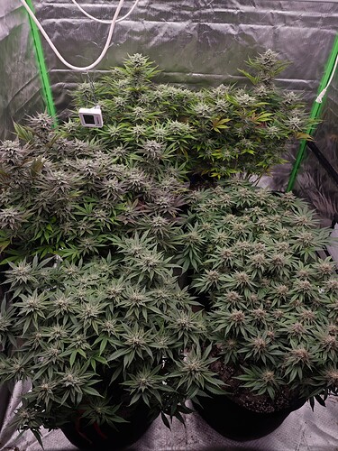 Growreport Bild 17