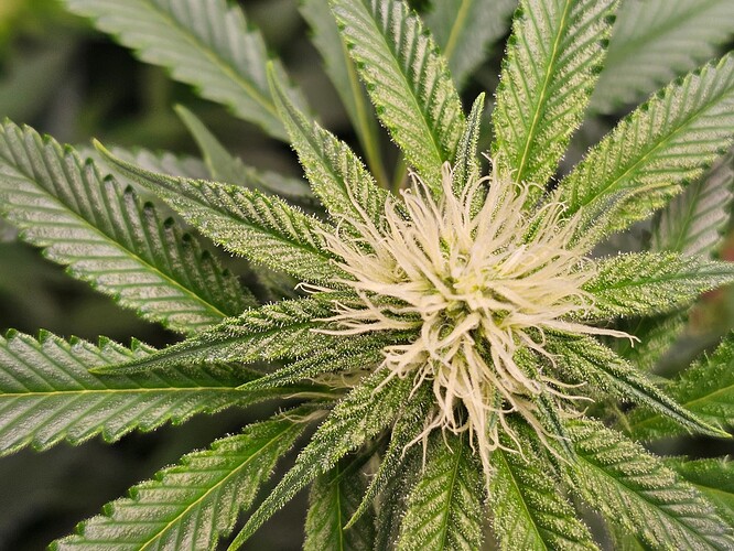 Growreport Bild 3