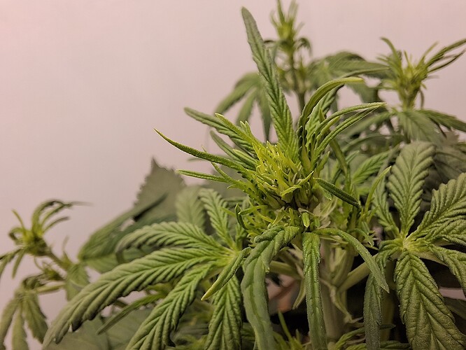 Growreport Bild 70