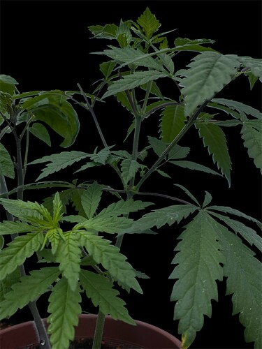 Growreport Bild 9