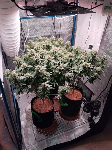 IMG_20250226_194433 - Kopie